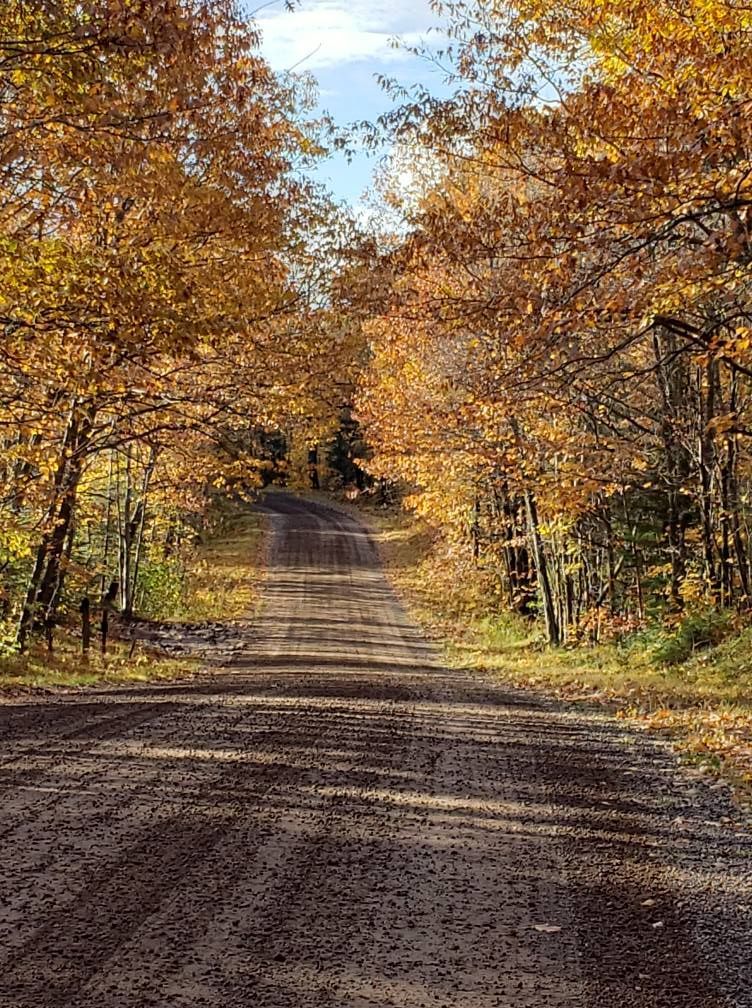 A gravel road stretches through a tunnel of vibrant yellow and orange autumn trees under a bright blue sky.