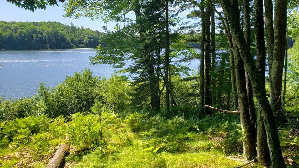 Sunlight filters through trees overlooking a calm lake surrounded by lush green forest and ferns.