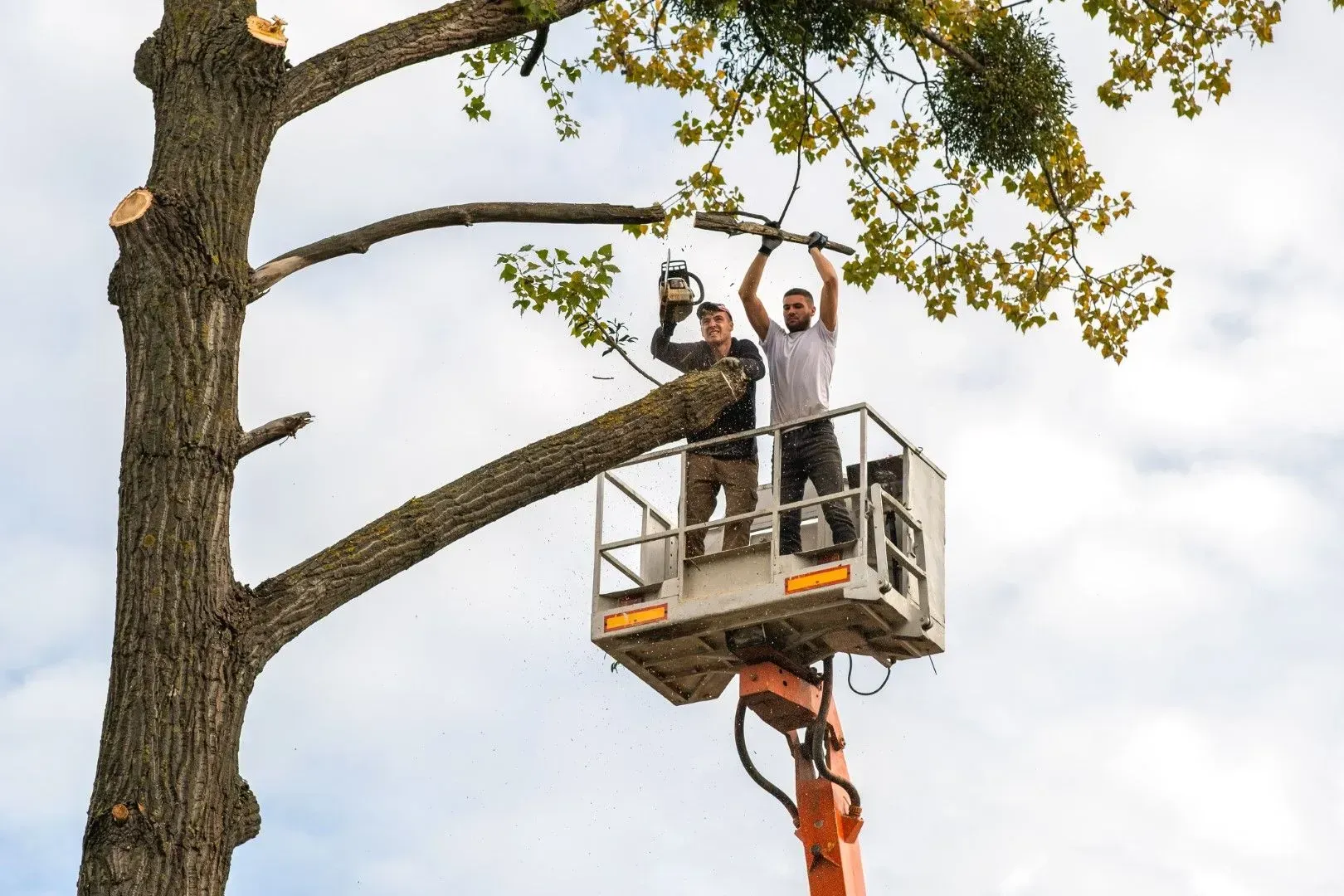 Tree surgeons in a bucket lift pruning large tree branches.