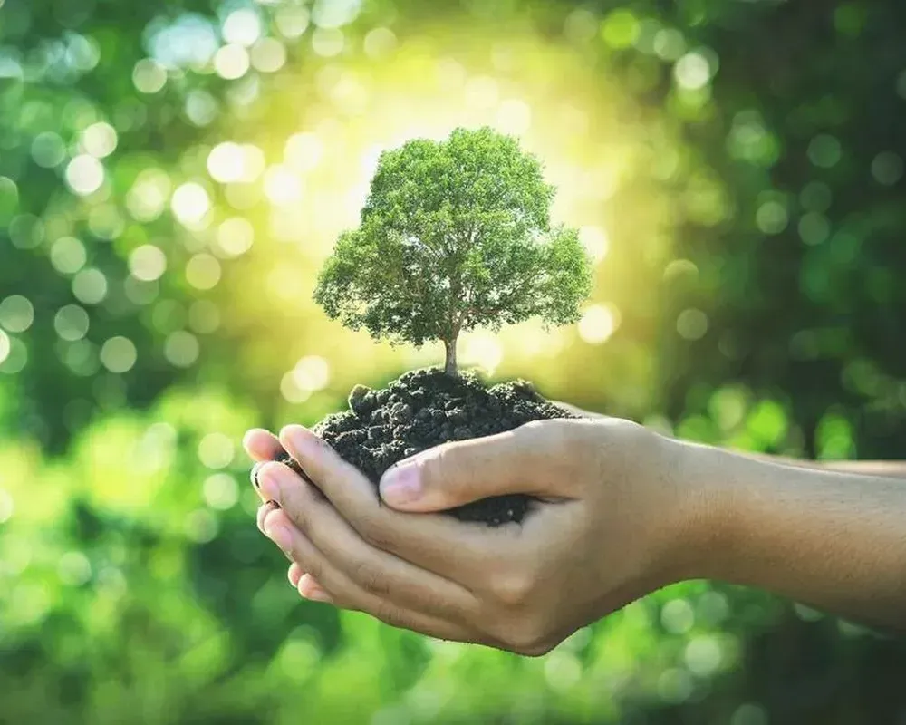 Cupped hands holding a small tree sapling with sunlight.