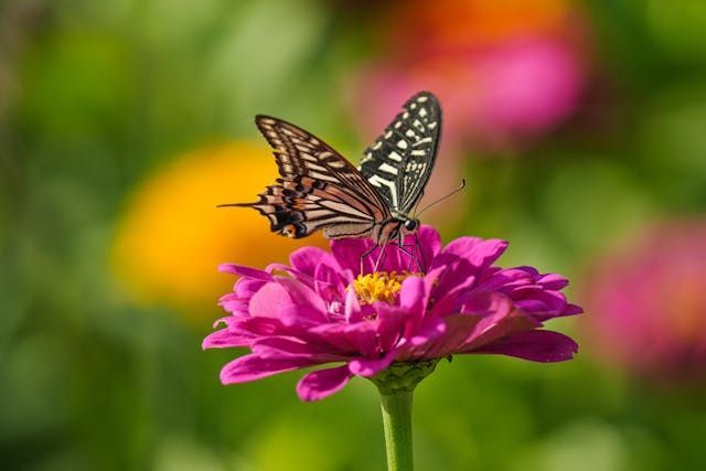 A butterfly resting on a vibrant pink flower brings a gentle and uplifting touch to direct cremation Albuquerque, NM