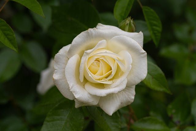 direct cremation Albuquerque, NM