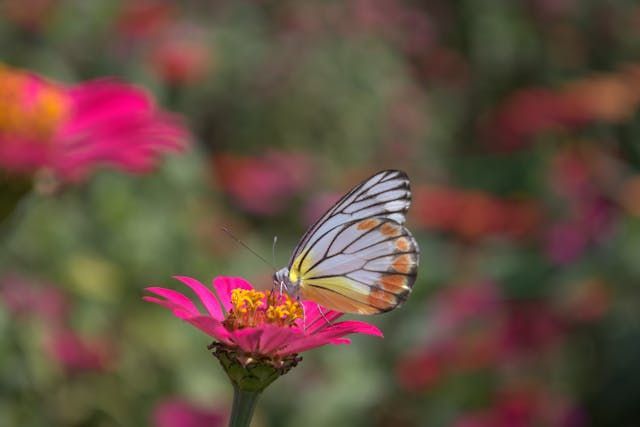 direct cremation Rio Rancho, NM