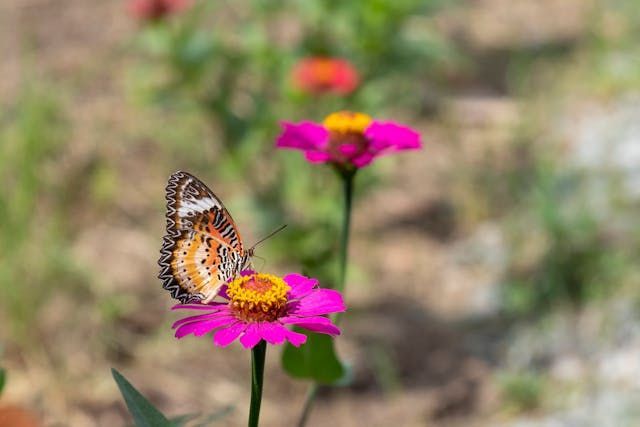 direct cremation Rio Rancho, NM