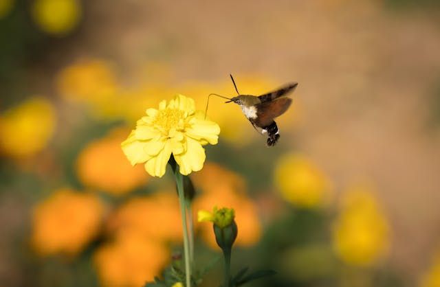 Hummingbird moth hovers beside a bright yellow bloom with direct cremation in Bernalillo, NM