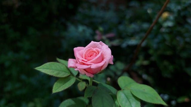 Pink rose blooms offering a quiet symbol of remembrance with direct cremation in Albuquerque, NM