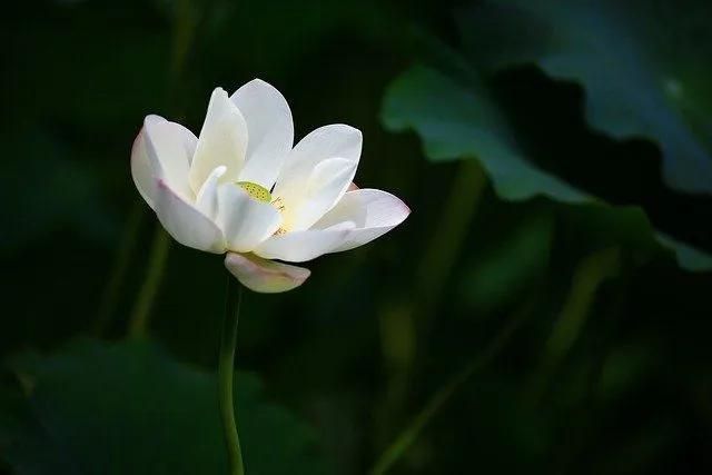 White lotus flower blooming against a dark green background, symbolizing peace and remembrance with direct cremation Rio Rancho, NM services.