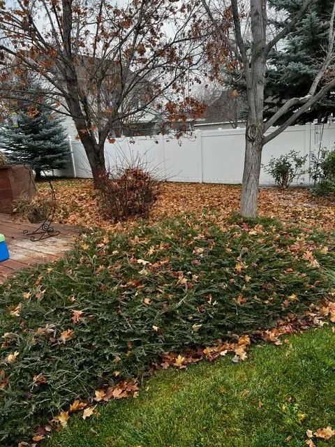 Leaf-covered shrubs in a yard beside trees and a white fence on an overcast day
