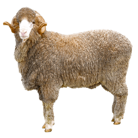 Coryule Merinos Stud Rams Victoria