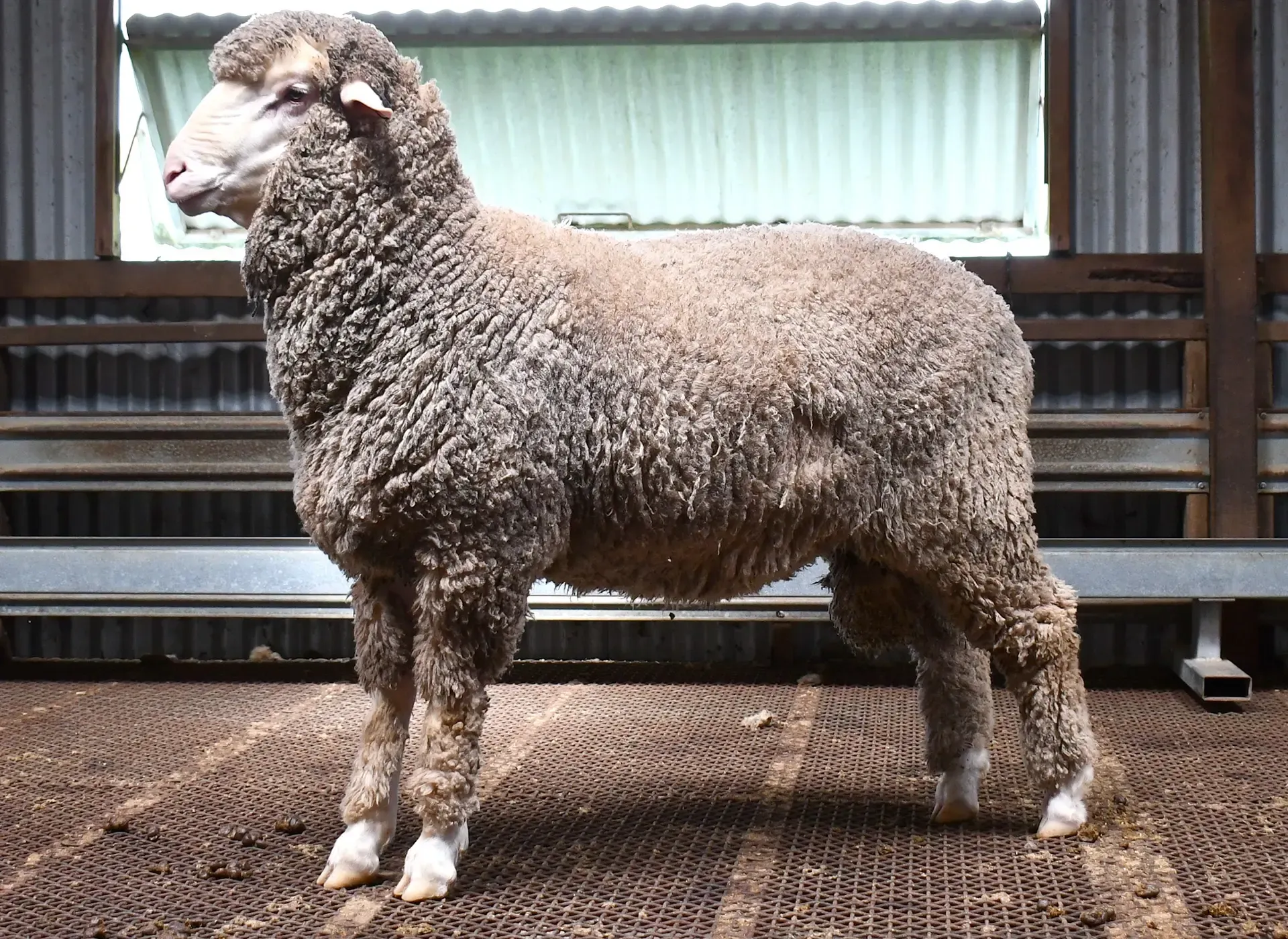 Coryule Merinos - Award Winning Poll and Merino Sheep Breeding