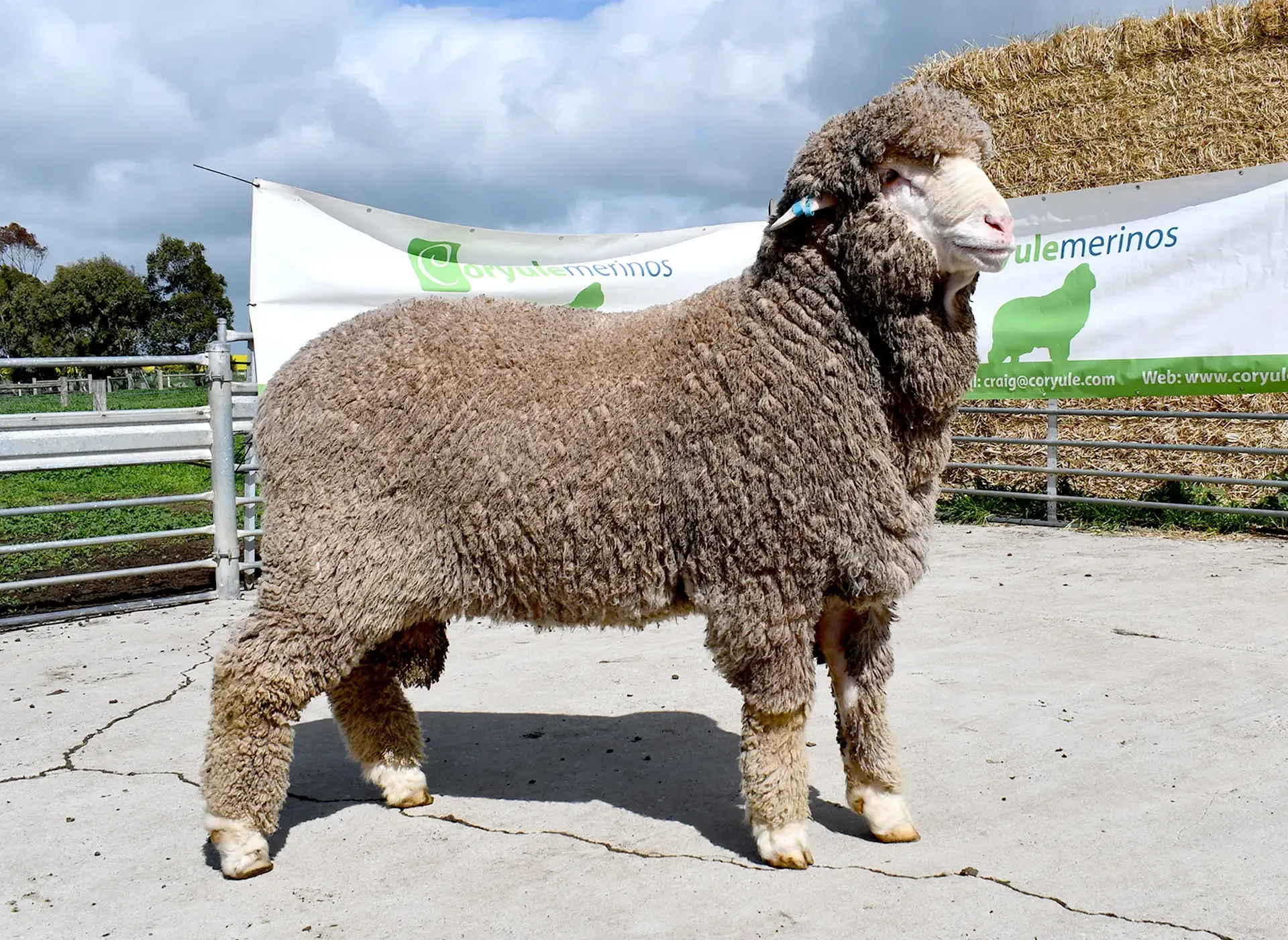 Coryule Merinos - Award Winning Poll and Merino Sheep Breeding