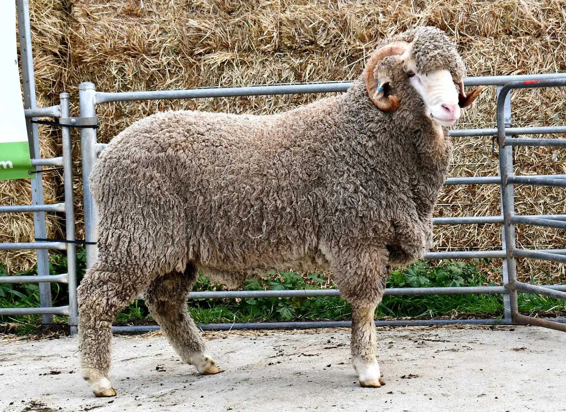 Coryule Merinos - Award Winning Poll and Merino Sheep Breeding in Western Victoria