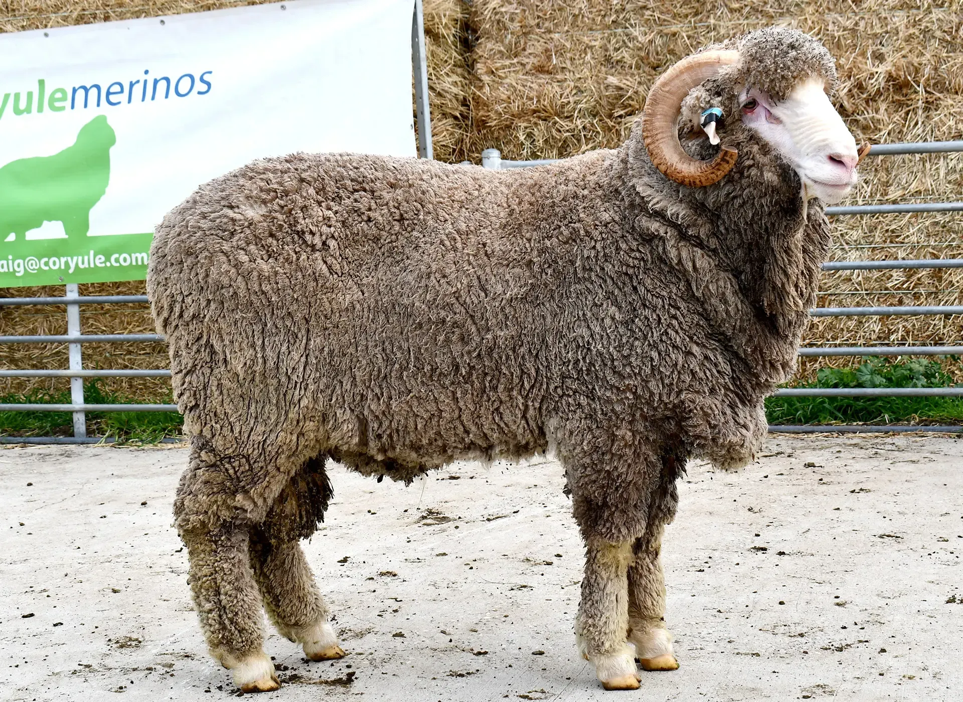 Coryule Merinos - Award Winning Poll and Merino Sheep Breeding in Western Victoria