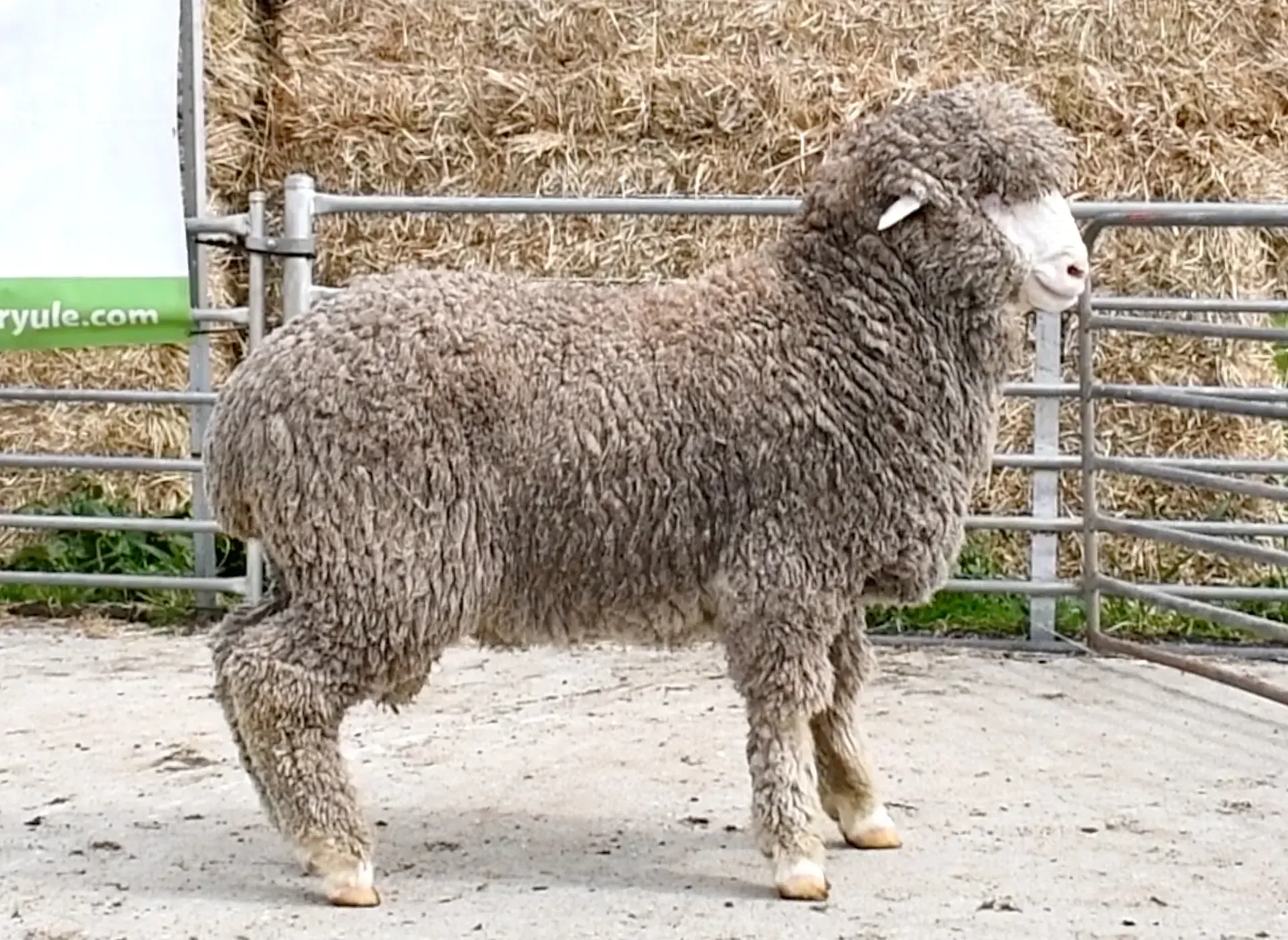 Coryule Merinos - Award Winning Poll and Merino Sheep Breeding in Western Victoria