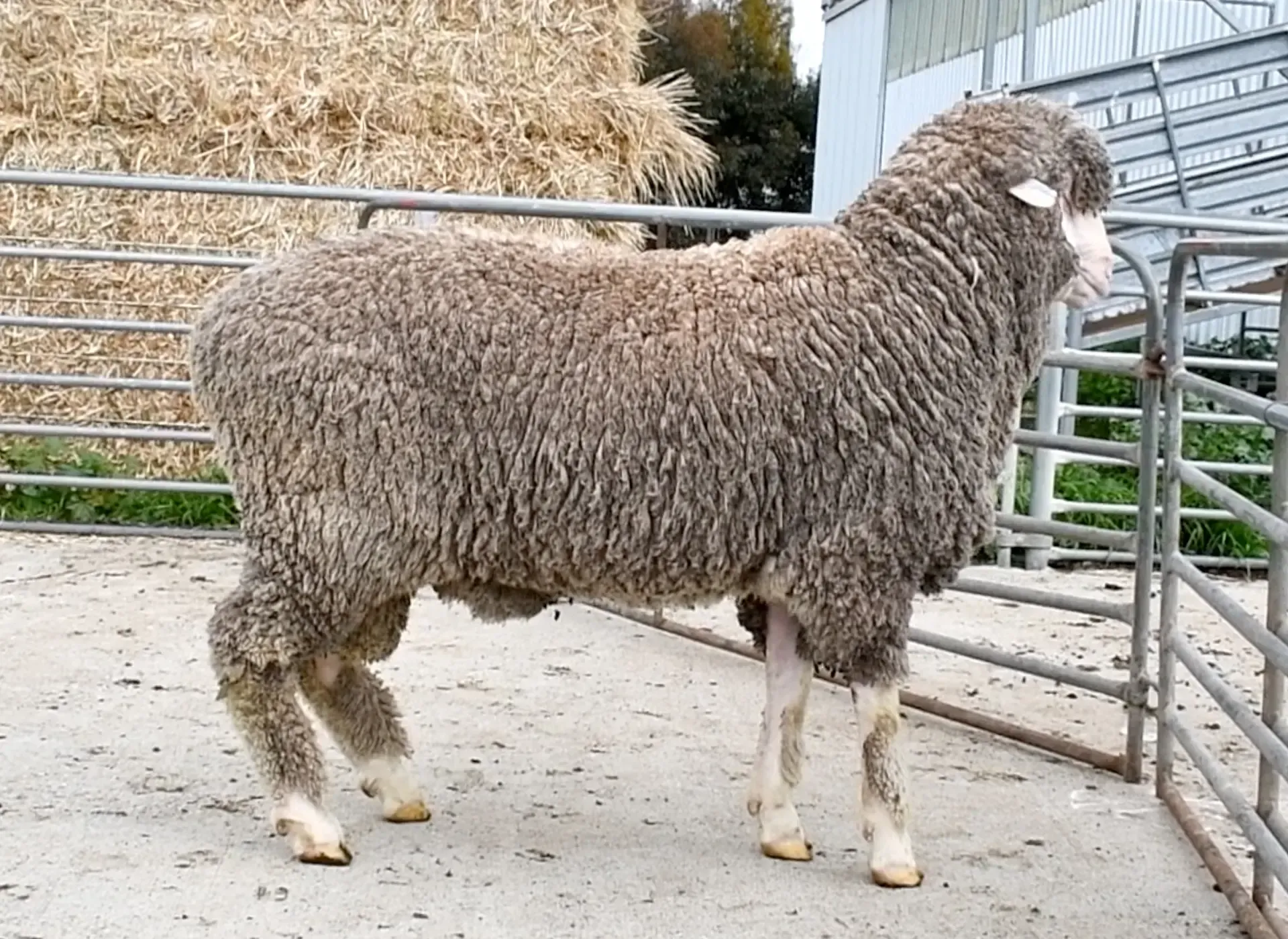 Coryule Merinos - Award Winning Poll and Merino Sheep Breeding in Western Victoria