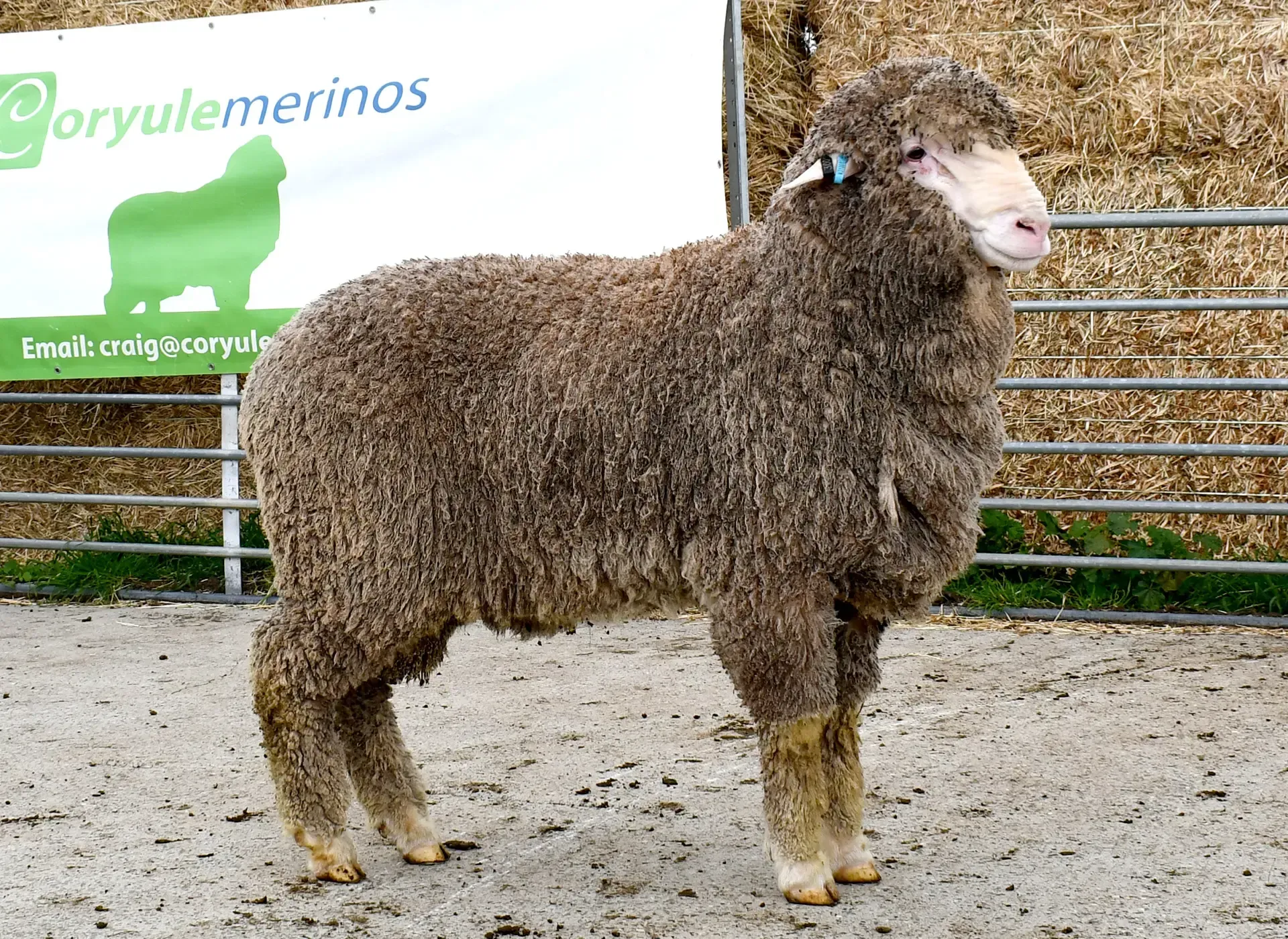 Coryule Merinos - Award Winning Poll and Merino Sheep Breeding in Western Victoria
