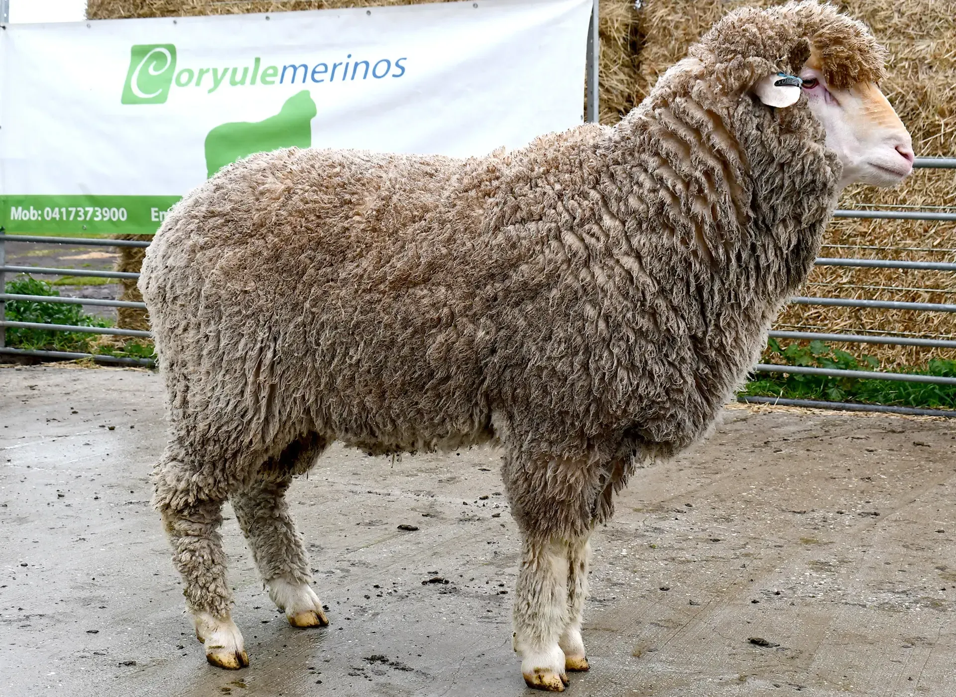 Coryule Merinos - Award Winning Poll and Merino Sheep Breeding in Western Victoria
