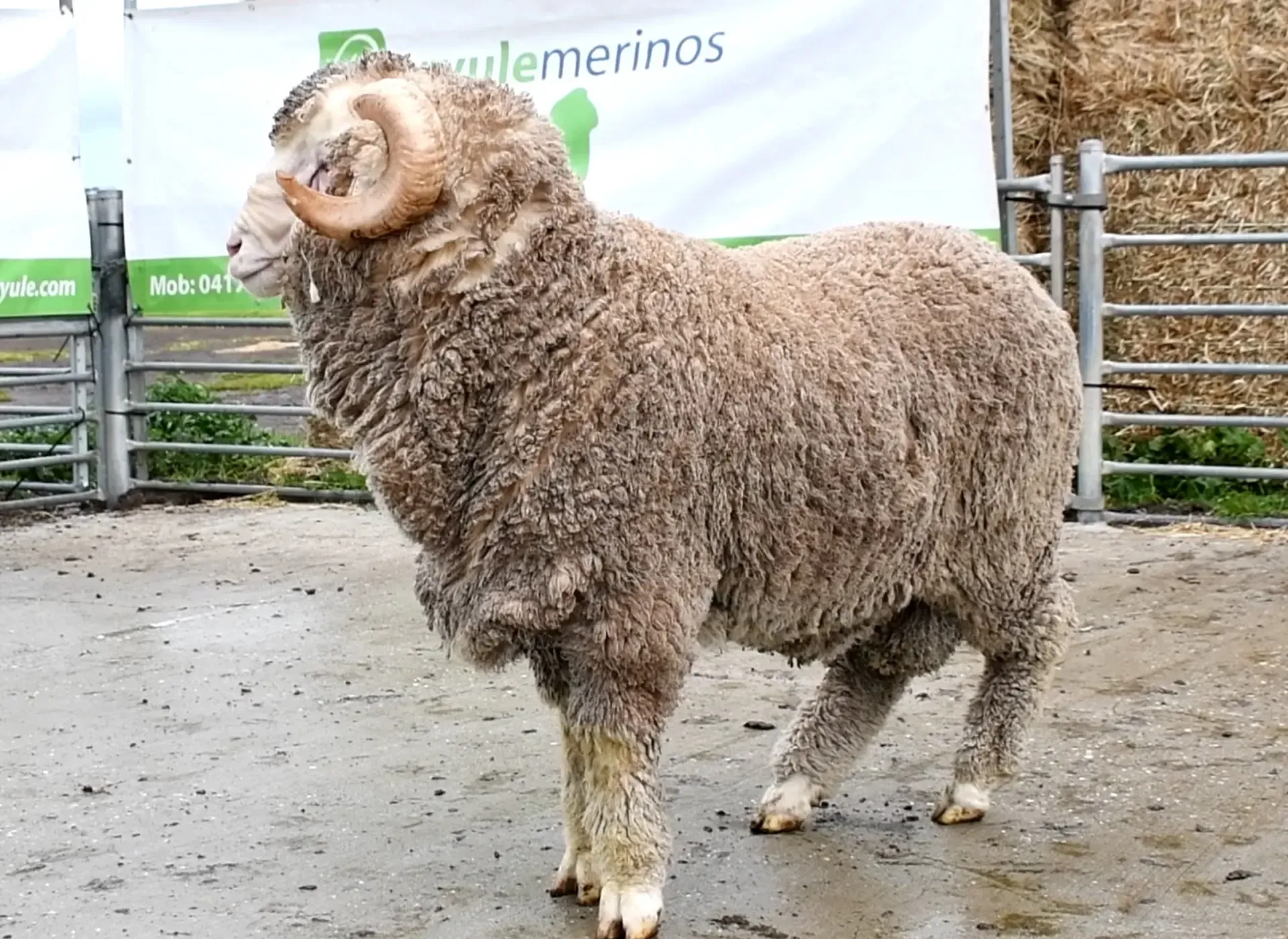 Coryule Merinos - Award Winning Poll and Merino Sheep Breeding in Western Victoria
