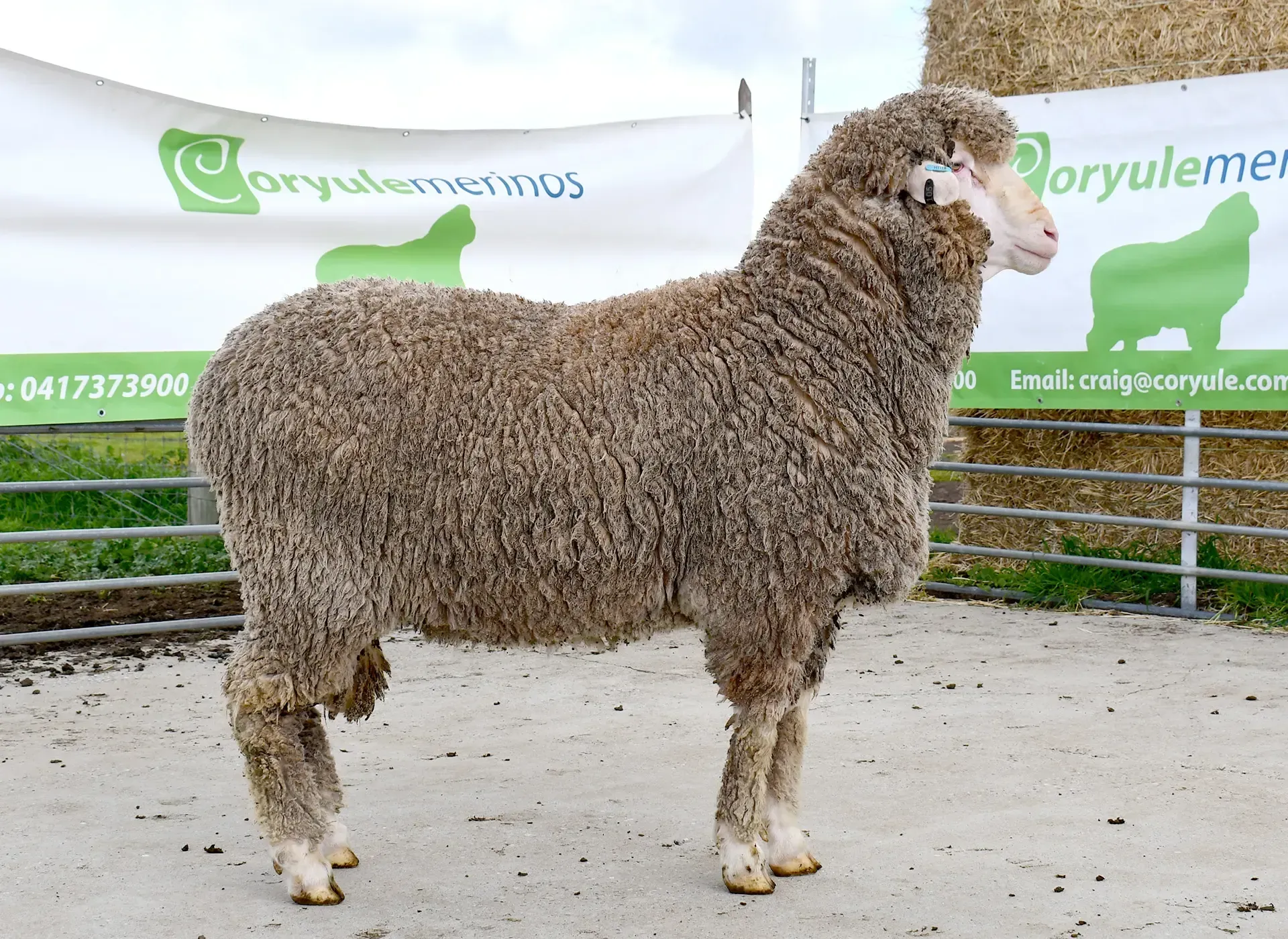 Coryule Merinos - Award Winning Poll and Merino Sheep Breeding