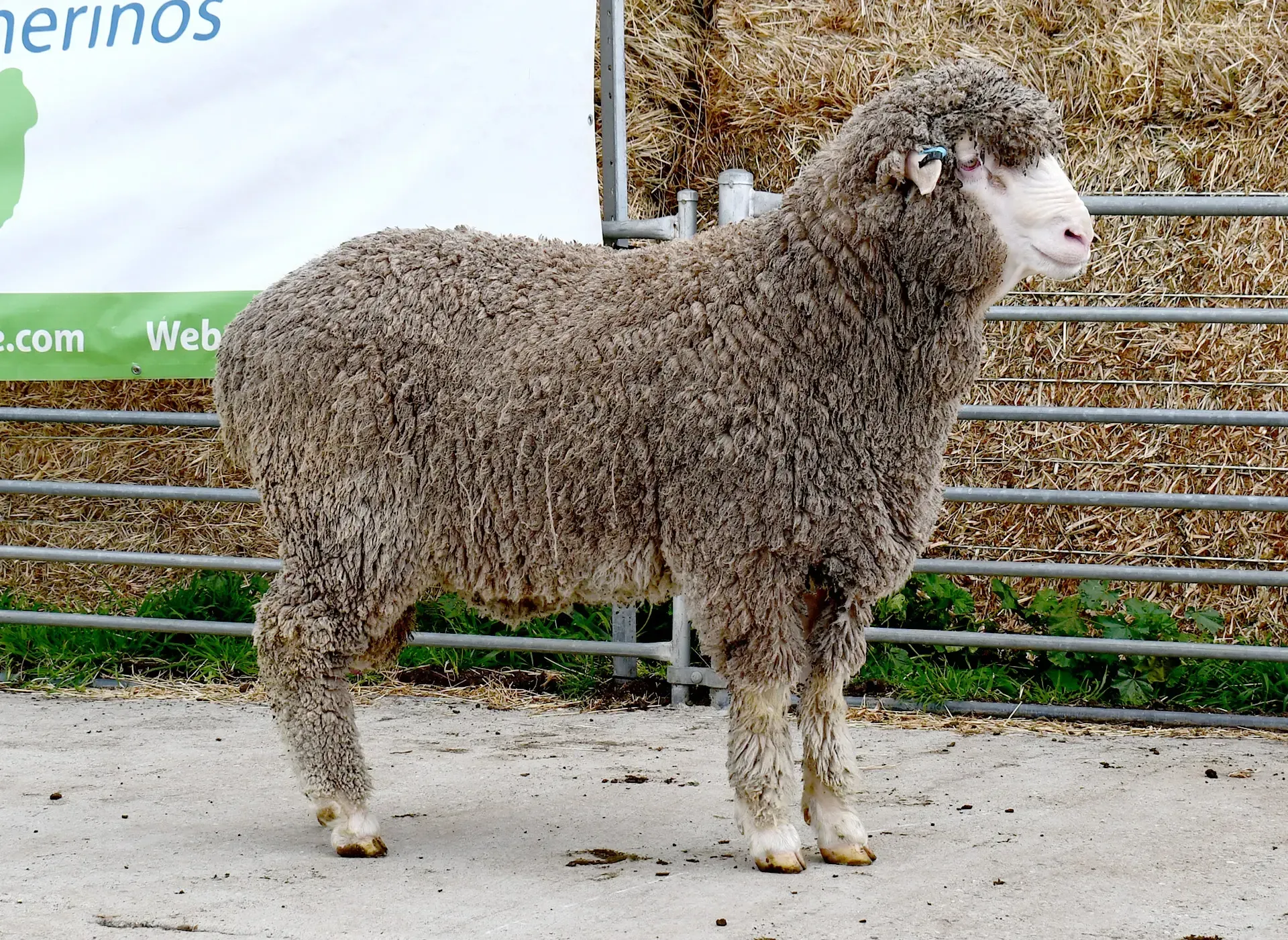 Coryule Merinos - Award Winning Poll and Merino Sheep Breeding