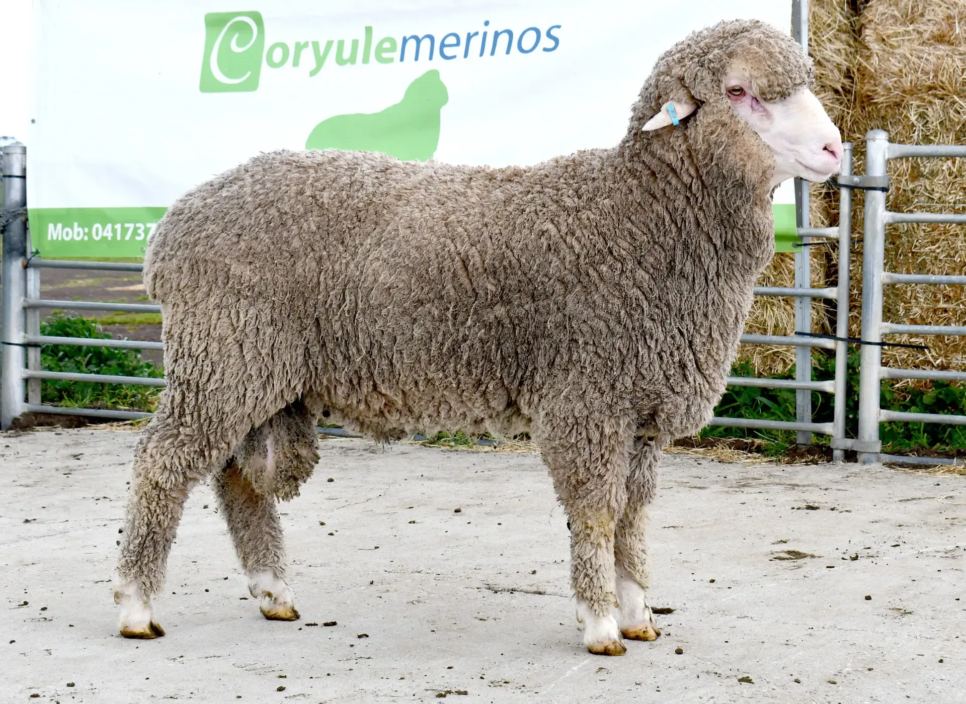 Coryule Merinos - Award Winning Poll and Merino Sheep Breeding