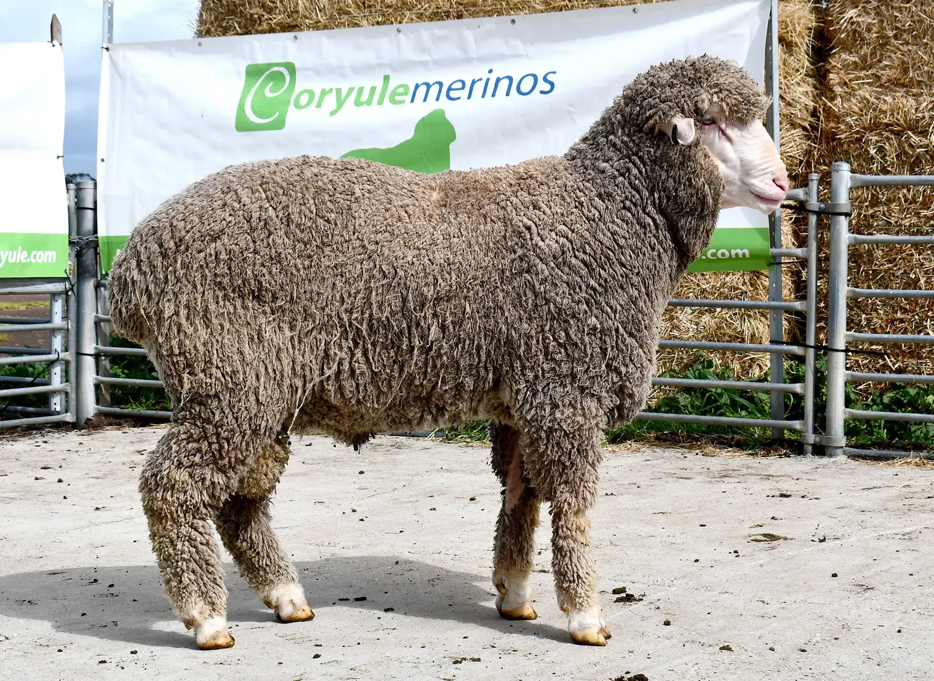 Coryule Merinos - Award Winning Poll and Merino Sheep Breeding in Western Victoria