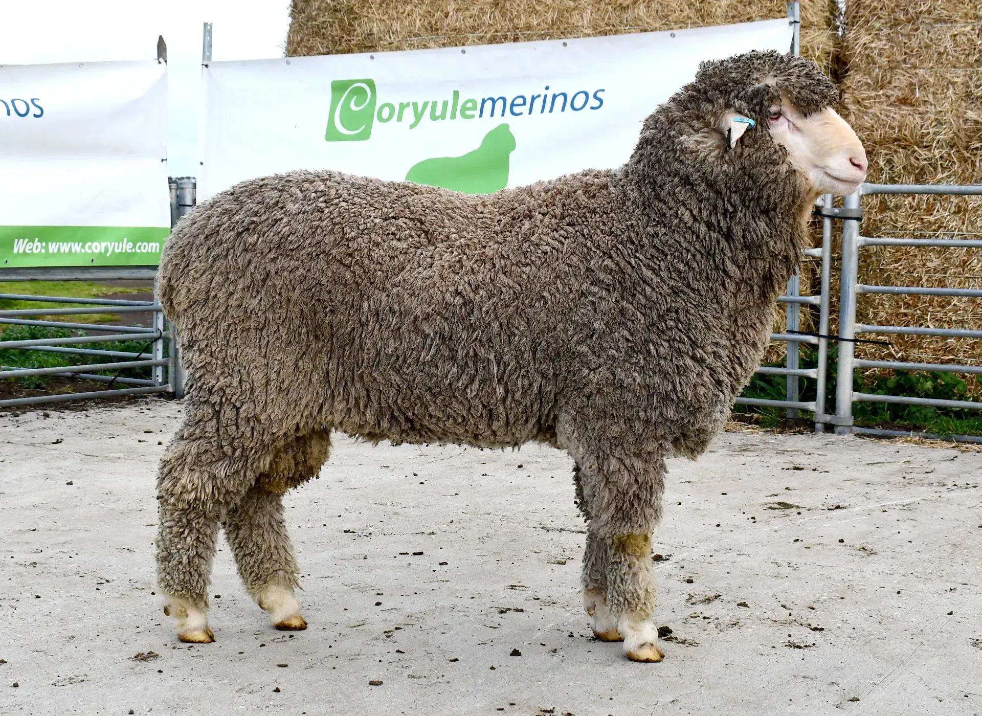 Coryule Merinos - Award Winning Poll and Merino Sheep Breeding in Western Victoria