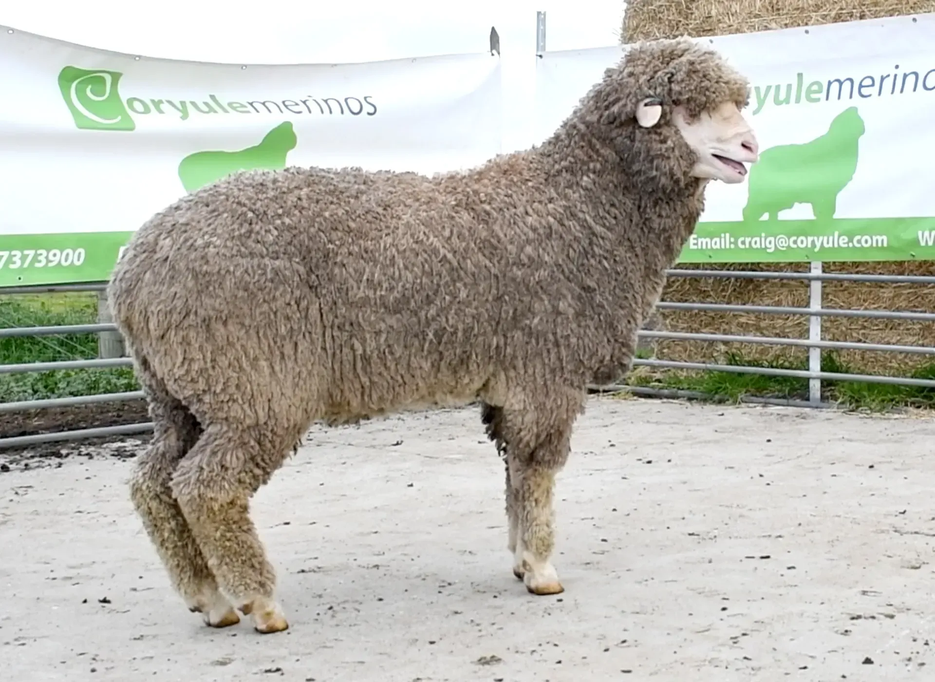 Coryule Merinos - Award Winning Poll and Merino Sheep Breeding in Western Victoria