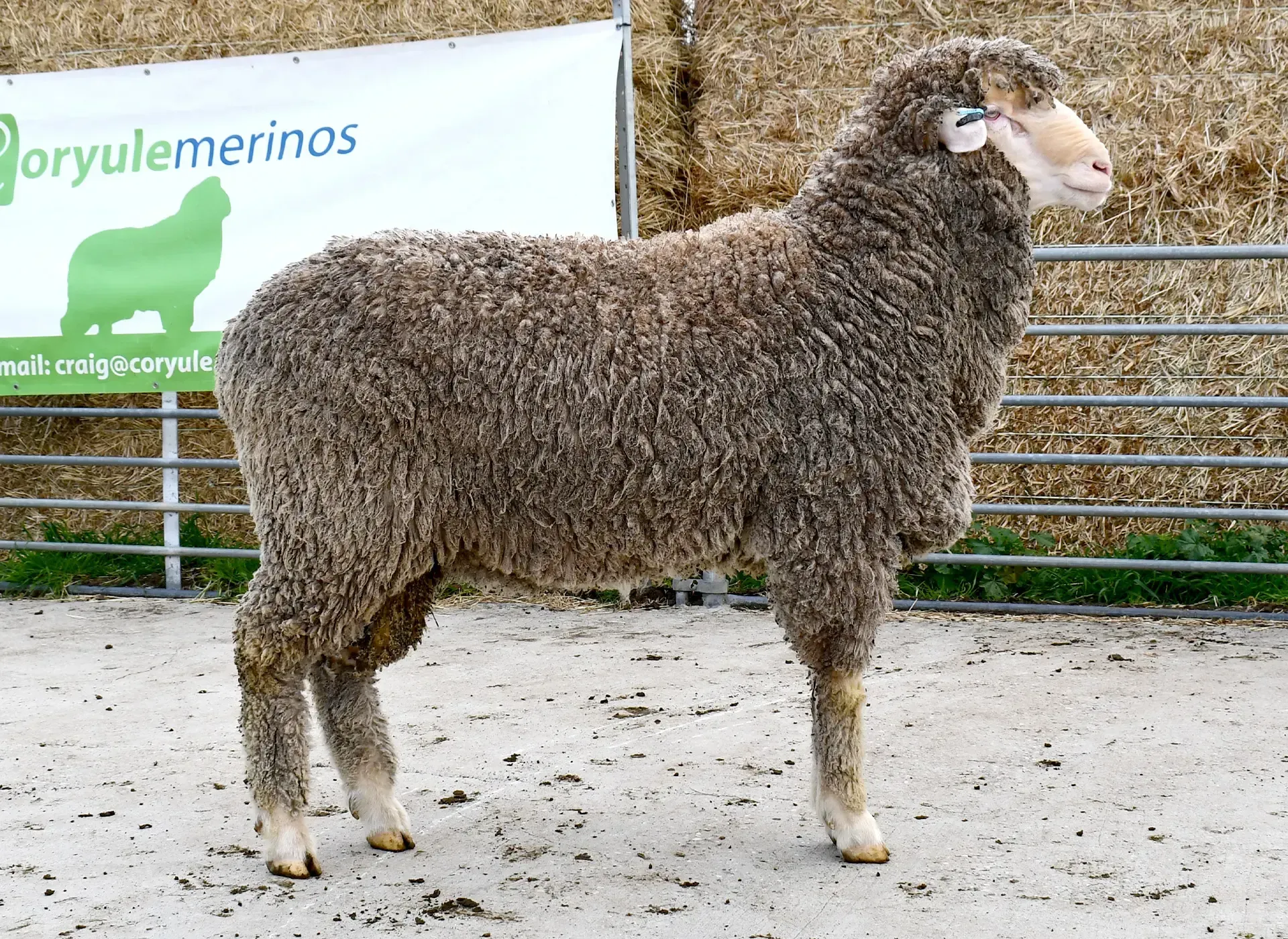 Coryule Merinos - Award Winning Poll and Merino Sheep Breeding in Western Victoria