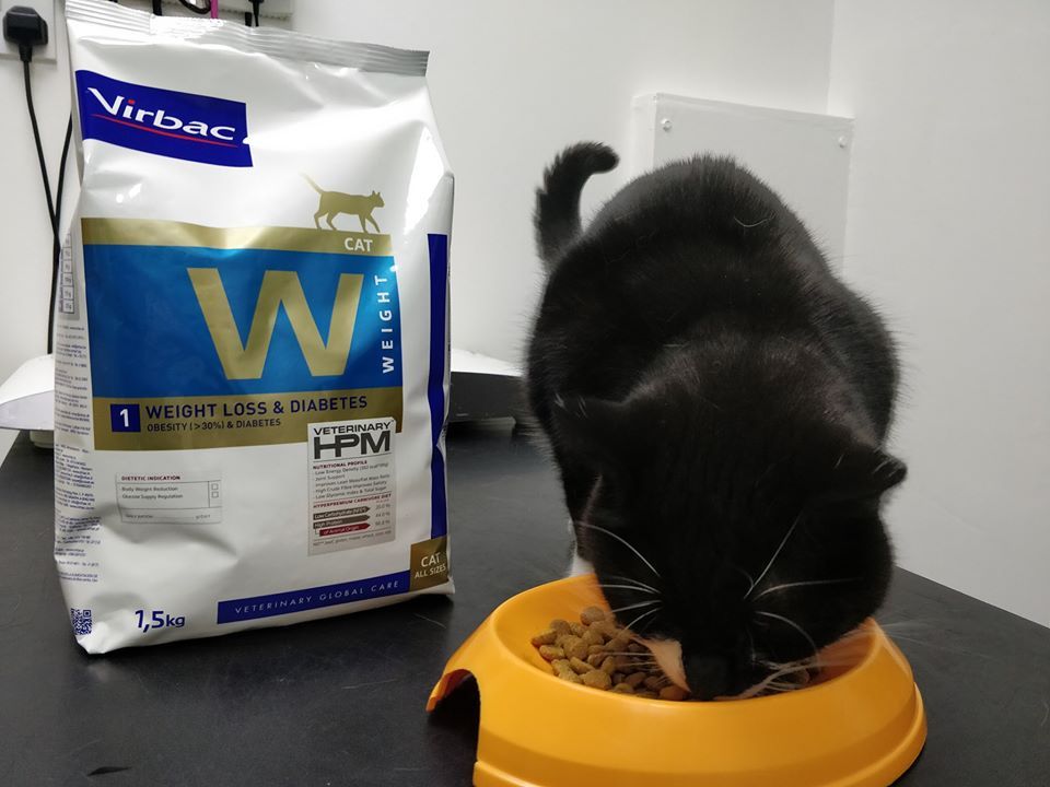 weight check of a cat