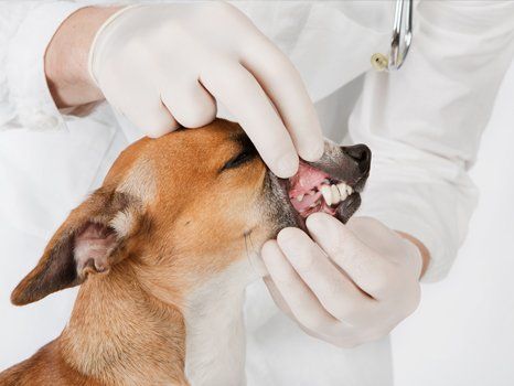 dental check for a dog