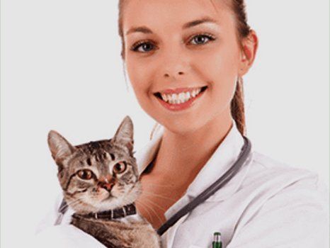 a cat with a dental surgeon