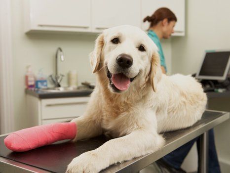 a dog with bandage on leg