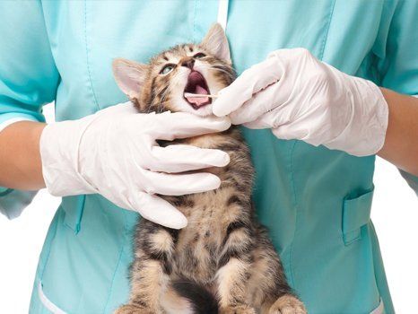 dental check for a cat