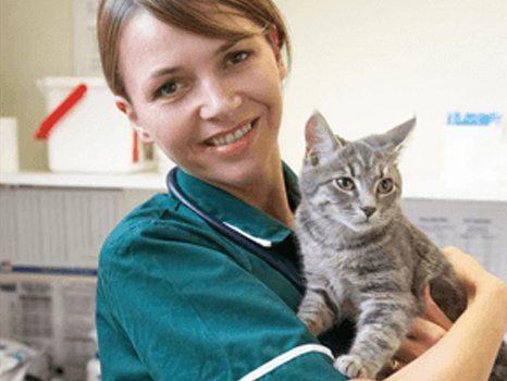 A cat with a Veterinary surgeon