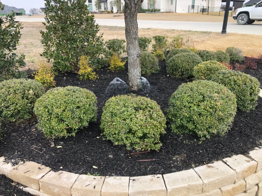 A Tree is Surrounded by Bushes - Collinsville, TX - L5 Irrigation
