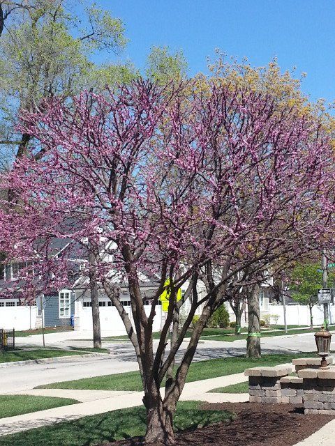 A tree with pink flowers is in a yard in front of a house.