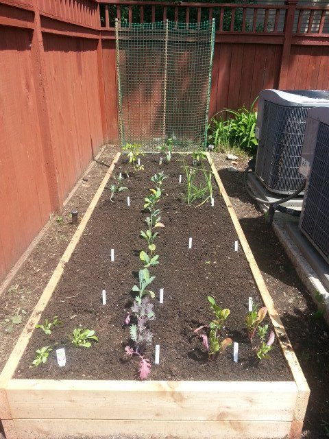 A raised garden bed with plants growing in it