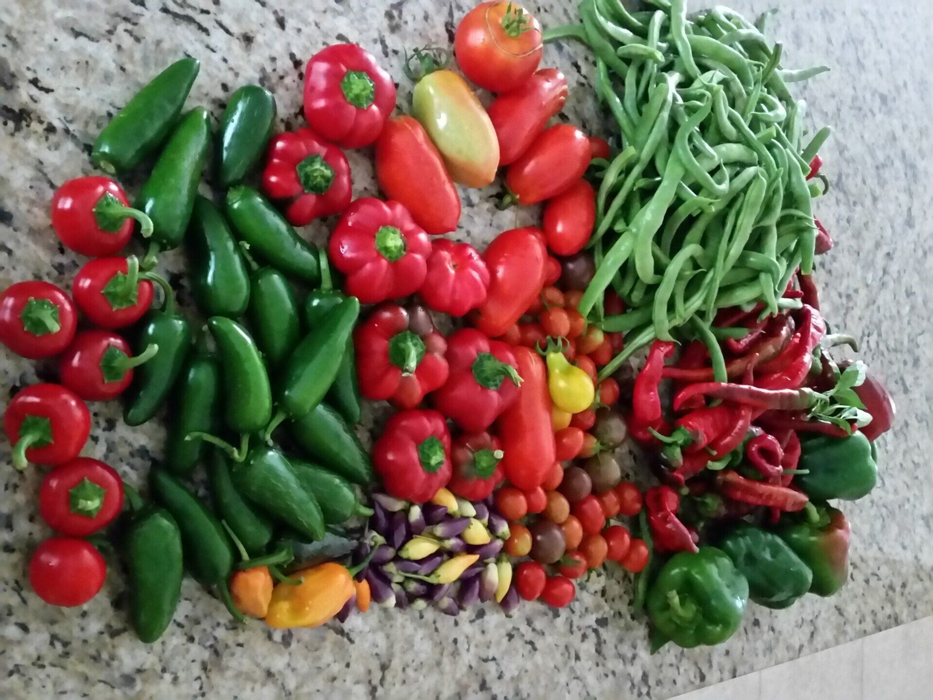 A bunch of vegetables including peppers green beans and tomatoes on a counter