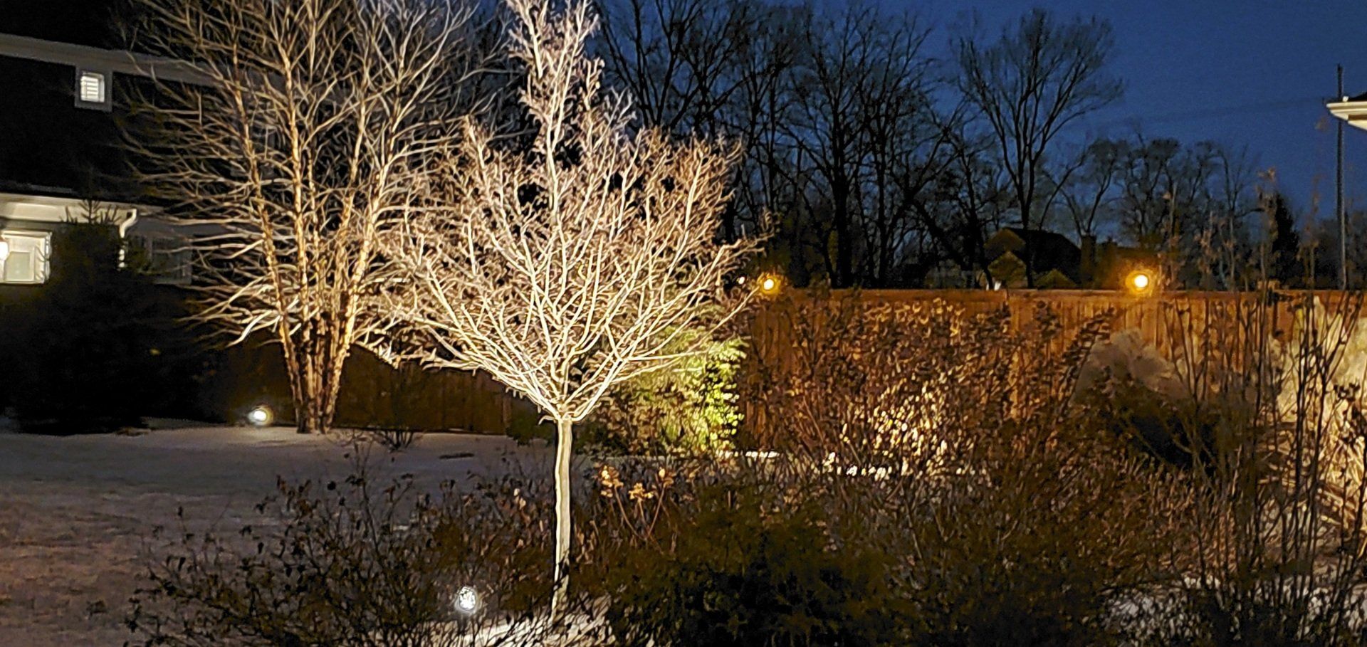 A tree is lit up with christmas lights in a garden at night.