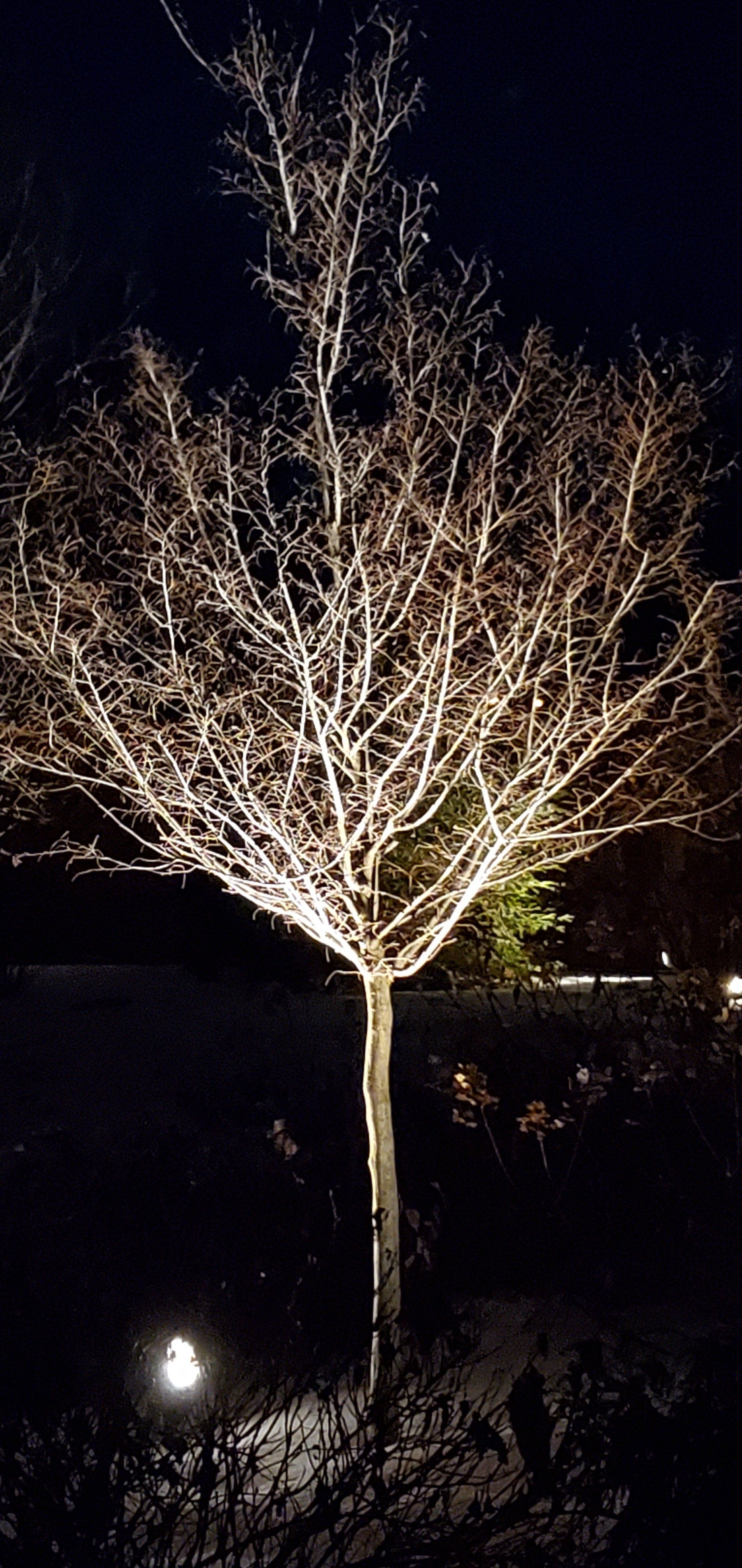A tree with a lot of branches is lit up at night.