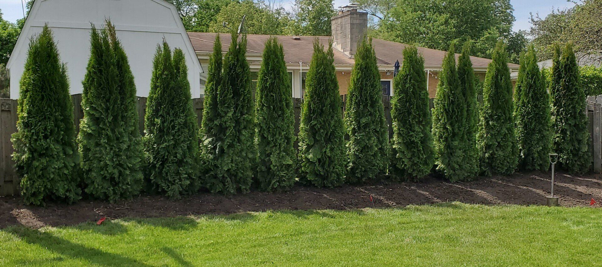 A row of trees in a backyard next to a house.