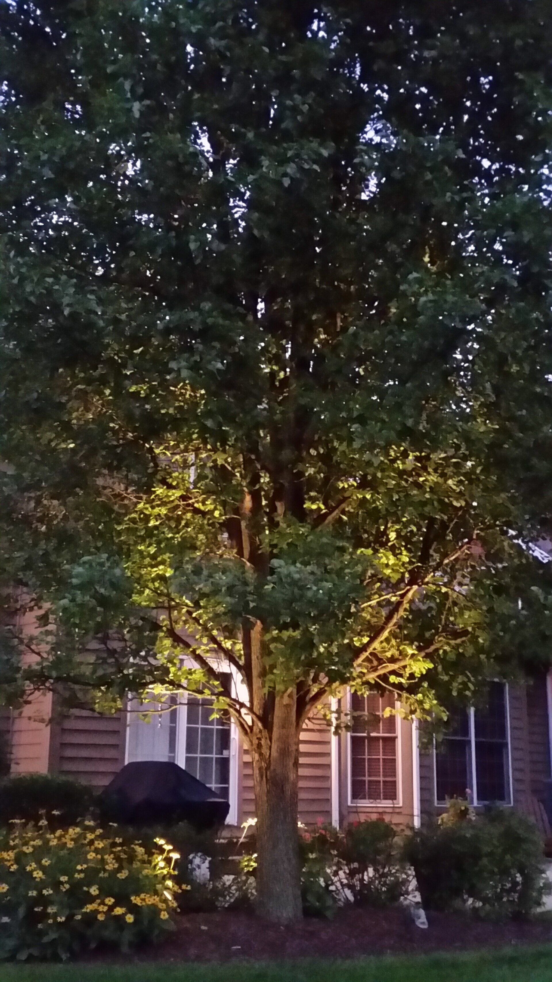 A tree is lit up in front of a house