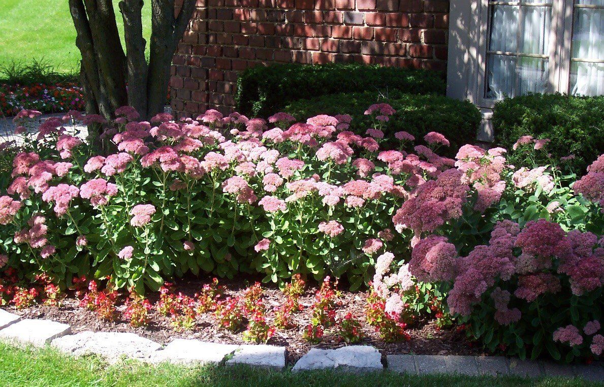 A garden with pink flowers and green leaves in front of a brick building