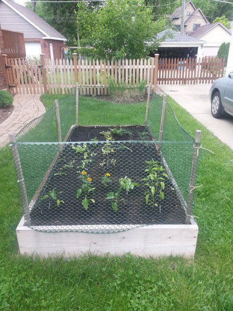 A garden with a chicken wire fence around it
