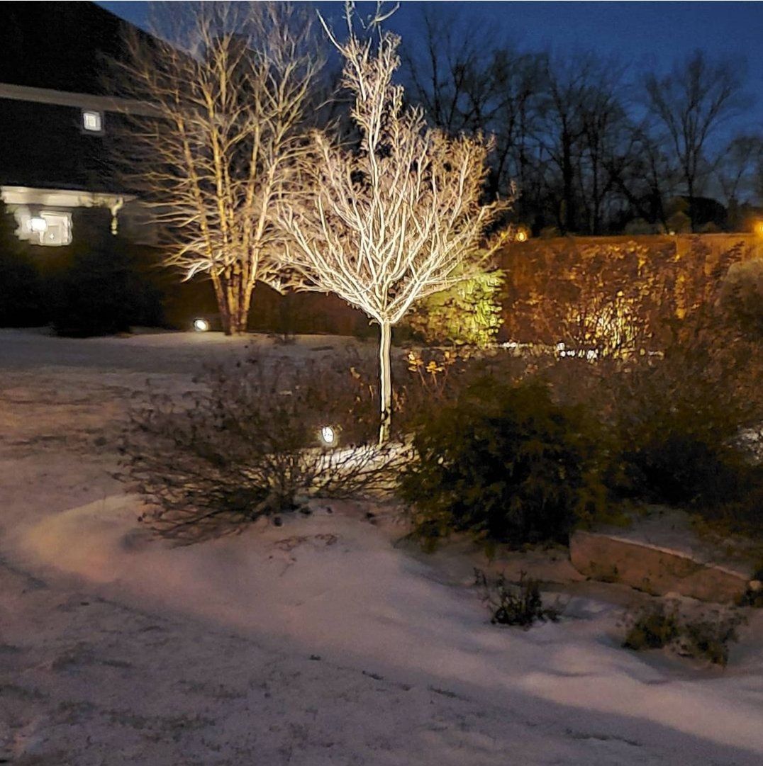 A snowy yard with trees and bushes lit up at night