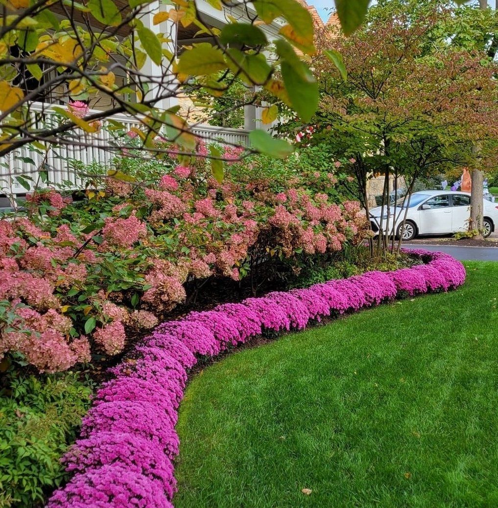 A row of purple flowers in a garden with a car parked in the background.