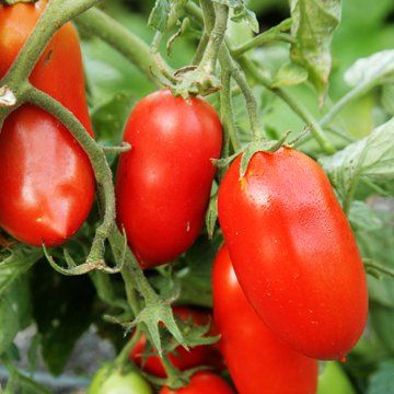 A bunch of red tomatoes growing on a vine
