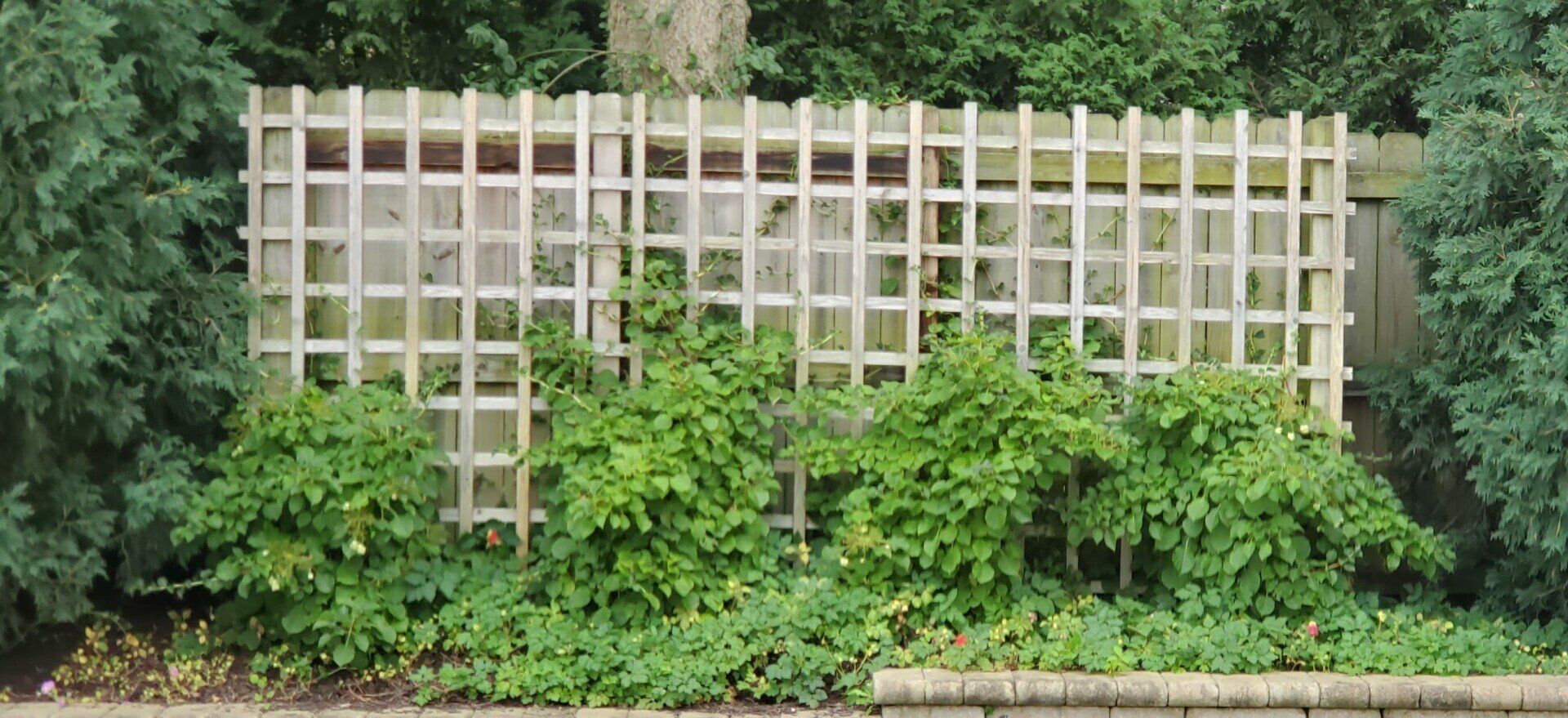 A wooden trellis with plants growing on it