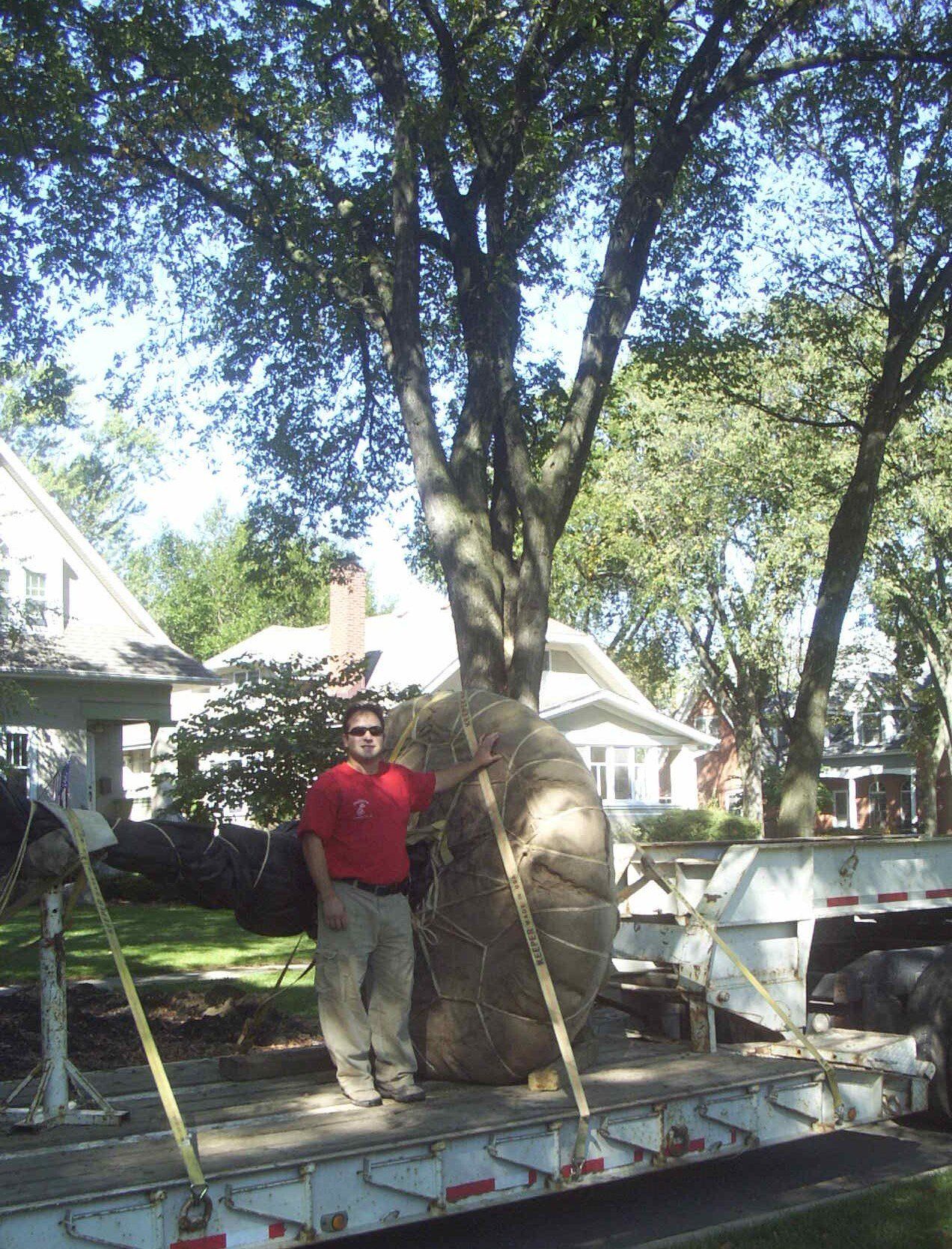 A man is standing next to a large tree on a trailer.